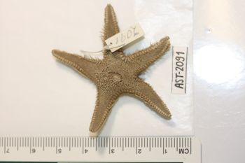 Media type: image;   Invertebrate Zoology AST-2091 Description: Preserved specimen.;